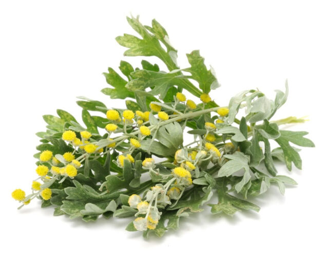 The Magical Uses of Wormwood